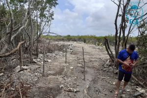 Investiga la Fiscalía General del Estado de Quintana Roo delitos contra el ambiente y la fauna en predio de 6 mil metros cuadrados en Mahahual