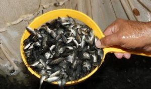 Arranca Agricultura la producción de la pesquería de tilapia en seis entidades del país