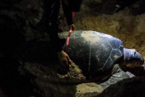 Fortalecen en Puerto Morelos acciones del programa de conservación de la tortuga marina