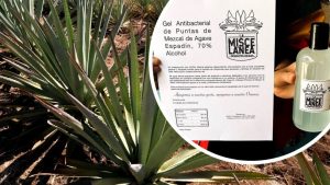 Gel antibacterial a base de Mezcal en Oaxaca: Elaboran emprendedores