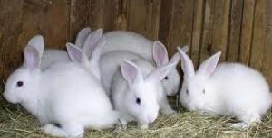 Trabajan México y Estados Unidos para contener el brote de Enfermedad Hemorrágica Viral de los Conejos