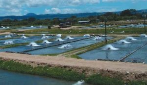 Activa Agricultura programa que incentiva desarrollo de la acuicultura para los pequeños productores