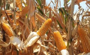 Desarrollan semillas mejoradas de maíz con mejores rendimientos y resistencia a enfermedades