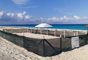 Logran en Cancún cifras históricas en la anidación y protección de la Tortuga Marina