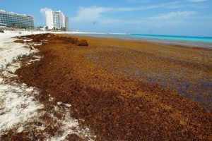 Regresa el sargazo a playas de Quintana Roo: Red de Monitoreo del Sargazo