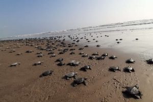 Liberan más de 12 mil tortugas en Veracruz