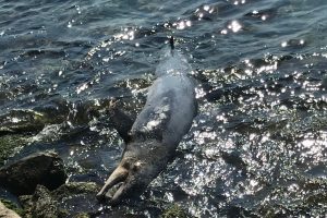 Encuentran delfín muerto en playas de Veracruz