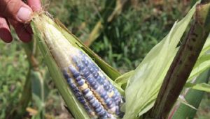 Asegurar la seguridad alimentaria: Un gran reto ante el cambio climático