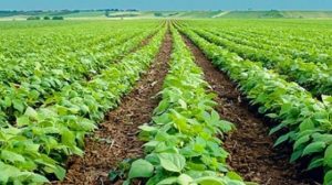 Organiza Agricultura foros virtuales sobre actualización de lineamientos para la producción orgánica