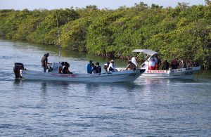 Gobierno municipal contribuye a cuidado de manglares en Benito Juárez
