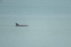 Familia de delfines visitan las playas de Nautla por la poca actividad humana