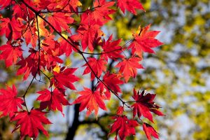 Está por iniciar el otoño 2020; checa día y hora del equinoccio