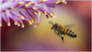 Radiación de los teléfonos celulares podría influir en muerte de insectos: Estudio