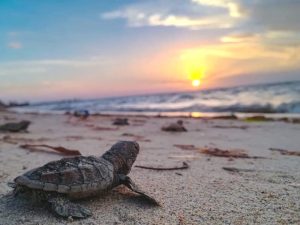 Dos mil 439 tortugas fueron liberadas en Playa Bonita en Campeche