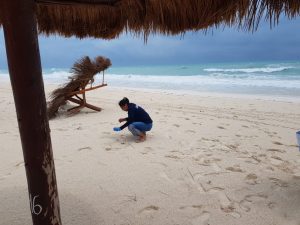 Verifican afectaciones a nidos de tortugas marinas en Cancún