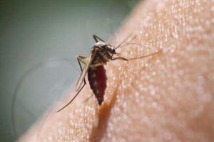 Veracruz se ubica en noveno lugar a nivel nacional en casos de dengue: Salud