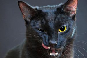 ¿Gatos negros están en peligro en octubre?