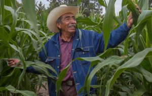Garantizado el abasto de maíz para consumo humano: Agricultura