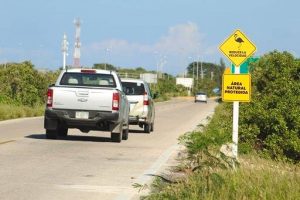 Colocan señalamientos para prevenir daños a los flamencos en Yucatán