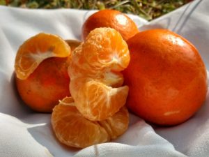 Mandarina: Cítrico que comienza en otoño