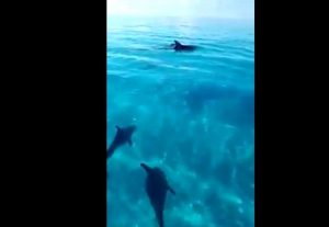 Captan a una familia de delfines en aguas cristalinas de Cozumel