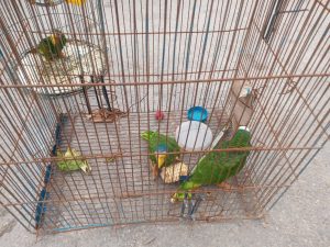 Trabajan en conjunto la Fiscalía General del Estado de Quintana Roo y la Procuraduría de Protección al Ambiente en bienestar animal