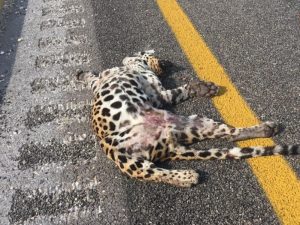 Atropellan a cachorro jaguar en el Periférico “Pablo García y Montilla” en Campeche