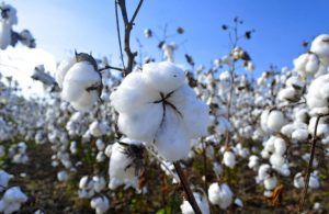 El algodón de México, fibra suave y cultivo generoso