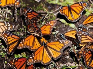 Llegan a México las primeras mariposas Monarca de la temporada 2020-2021