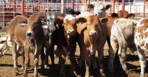 Exportación mexicana de ganado bovino a Estados Unidos ¡No se detiene!