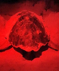 Xcacel-Xcacelito garantiza reproducción de tortugas marinas