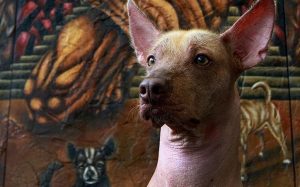 Xoloitzcuintle, el acompañante eterno de las almas en el Mictlán