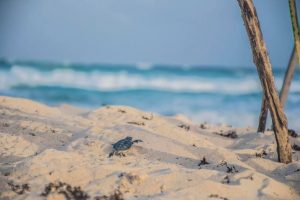 La FPMC cerró la temporada de anidación y eclosión de crías de tortugas marinas en Quintana Roo