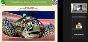 Tortugas marinas centinelas del medio ambiente en Quintana Roo