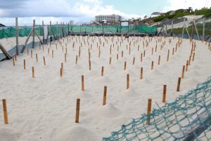 Registra 2020 mayor anidación de Tortugas Marinas en Cancún