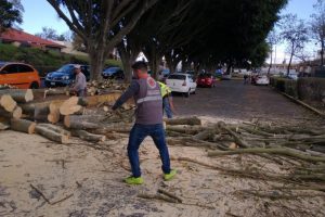 Árboles caídos y falta de energía eléctrica en varios municipios de Veracruz