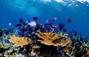 Estrategias integrales para proteger el entorno natural en Quintana Roo