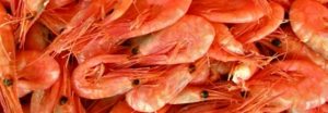 Producción de camarón crece para alimentar a México