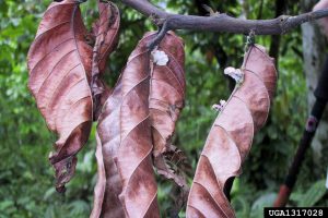 Escoba de bruja del cacao, bajo vigilancia activa