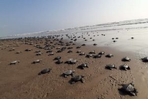 Piden promover educación ambiental para la conservación de las tortugas