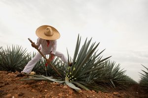 La agroindustria tequilera, orgullo de México