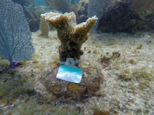 La FPMC instala dispositivos de medición continua en el arrecife de Chankanaab en Quintana Roo