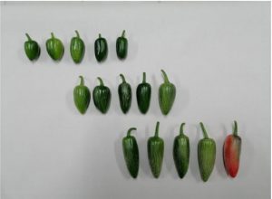 La investigación al servicio de las mejoras en el campo como es el cultivo de chile jalapeño