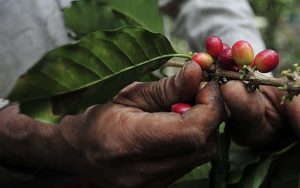 Cirilo Elotlán un productor que ve la producción de café como vida pura