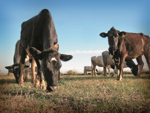 Intensa sequía pone en riesgo a cientos de cabezas de ganado en Campeche