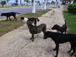 Aumenta la presencia de perros callejeros en calles de colonias populares de Campeche