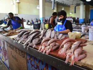 Prevén incremento en los precios de marisco durante la Cuaresma en Campeche