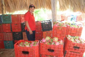 Productores de pitahaya de Felipe Carrillo Puerto, Quintana Roo, confían revertir en 2021 el mal año que tuvieron en 2020
