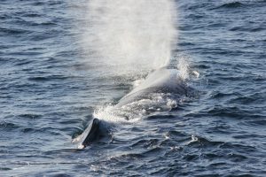 Estas especies de ballenas se puedan ver en aguas del Golfo de México