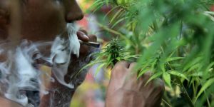 ¿Qué permite y qué prohíbe el uso lúdico de mariguana?